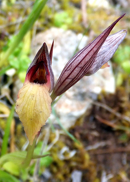Serapias lingua